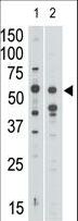 SIGLEC7 / CD328 Antibody - The anti-Siglec7 N-term antibody is used in Western blot to detect Siglec7 in mouse liver tissue lysate (lane 1) and in HL60 cell lysate (lane 2).
