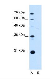 SIGLEC9 Antibody - Lane A: Marker. Lane B: Jurkat cell lysate. Antibody concentration: 0.5 ug/ml. Gel concentration: 12%.  This image was taken for the unconjugated form of this product. Other forms have not been tested.