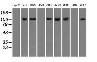 SIGLEC9 Antibody - Western blot of extracts (35 ug) from 9 different cell lines by using anti-SIGLEC9 monoclonal antibody.