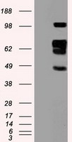 SIGLEC9 Antibody - HEK293T cells were transfected with the pCMV6-ENTRY control (Left lane) or pCMV6-ENTRY SIGLEC9 (Right lane) cDNA for 48 hrs and lysed. Equivalent amounts of cell lysates (5 ug per lane) were separated by SDS-PAGE and immunoblotted with anti-SIGLEC9.