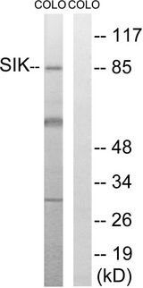SIK1 / MSK Antibody - Western blot analysis of lysates from COLO205 cells, treated with PMA 125ng/ml 30', using SIK Antibody. The lane on the right is blocked with the synthesized peptide.