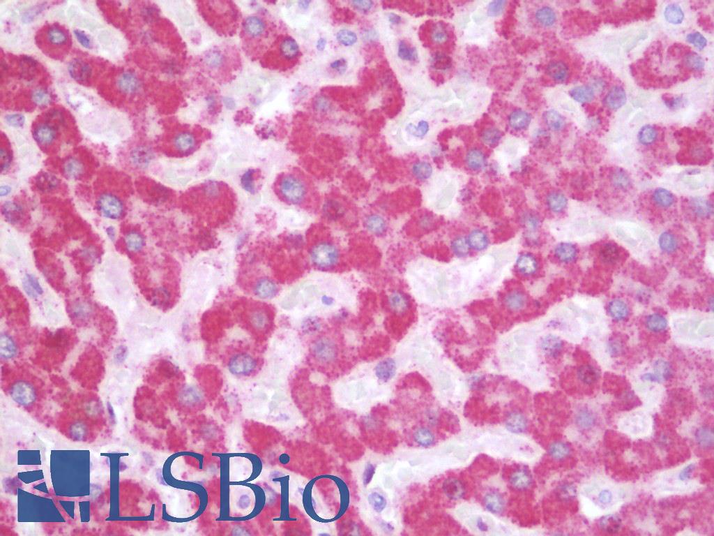 SIK1 / MSK Antibody - Anti-SIK1 / MSK antibody IHC staining of human liver. Immunohistochemistry of formalin-fixed, paraffin-embedded tissue after heat-induced antigen retrieval. Antibody dilution 1:100.