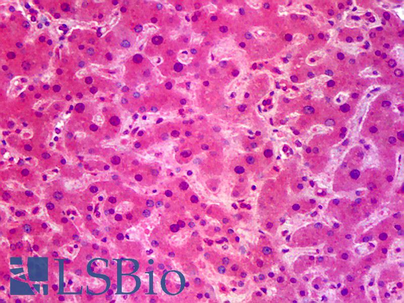 SIK1 / MSK Antibody - Anti-SIK1 / SNF1LK antibody IHC of human liver. Immunohistochemistry of formalin-fixed, paraffin-embedded tissue after heat-induced antigen retrieval. Antibody concentration 5 ug/ml.