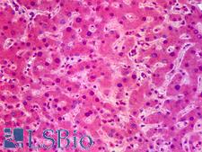 SIK1 / MSK Antibody - Anti-SIK1 / SNF1LK antibody IHC of human liver. Immunohistochemistry of formalin-fixed, paraffin-embedded tissue after heat-induced antigen retrieval. Antibody concentration 5 ug/ml.