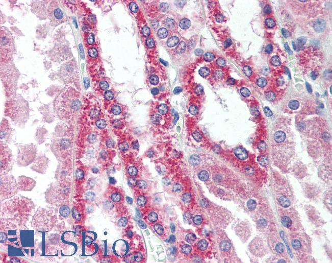 SIK2 / SNF1LK2 Antibody - Anti-SIK2 / SNF1LK2 antibody IHC of human kidney. Immunohistochemistry of formalin-fixed, paraffin-embedded tissue after heat-induced antigen retrieval. Antibody concentration 10 ug/ml.