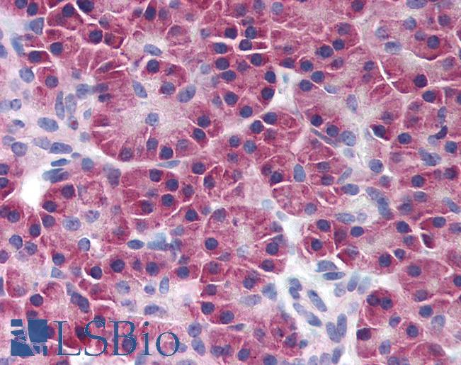 SIK2 / SNF1LK2 Antibody - Anti-SIK2 / SNF1LK2 antibody IHC of human pancreas. Immunohistochemistry of formalin-fixed, paraffin-embedded tissue after heat-induced antigen retrieval. Antibody concentration 10 ug/ml.
