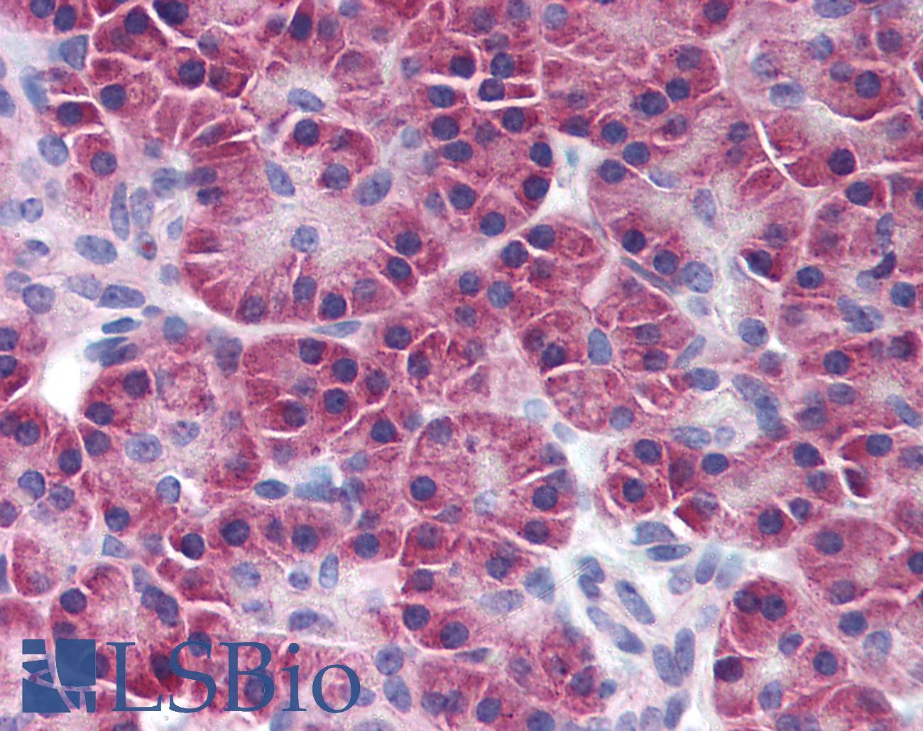 SIK2 / SNF1LK2 Antibody - Anti-SIK2 / SNF1LK2 antibody IHC of human pancreas. Immunohistochemistry of formalin-fixed, paraffin-embedded tissue after heat-induced antigen retrieval. Antibody concentration 10 ug/ml.