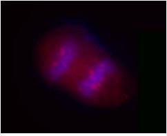 SIK2 / SNF1LK2 Antibody - Overnight nocodazole treated Hela cells stained with purified mouse monoclonal antibody against SIK2 (clone S15G10), followed by Cy3 conjugated Goat anti-mouse IgG and DAPI.