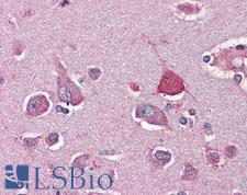 SIM1 Antibody - Anti-SIM1 antibody IHC of human brain, cortex. Immunohistochemistry of formalin-fixed, paraffin-embedded tissue after heat-induced antigen retrieval. Antibody concentration 5 ug/ml.