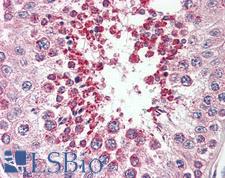 SIMPL / IRAK1BP1 Antibody - Anti-SIMPL / IRAK1BP1 antibody IHC staining of human testis. Immunohistochemistry of formalin-fixed, paraffin-embedded tissue after heat-induced antigen retrieval.