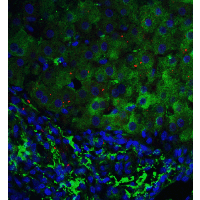 SIP / TP53INP1 Antibody - Immunofluorescence of p53DINP1 in human liver tissue with p53DINP1 antibody at 5 µg/ml. Green: p53DINP1 antibody  Red: Phylloidin staining Blue: DAPI staining