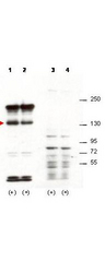 SIPA1 Antibody - Anti-Sipa1 Antibody - Western Blot. Western blot of affinity purified anti-Sipa1 antibody shows detection of over-expressed Sipa1 in lysates from mouse 3T3 cells transfected with Sipa1 (lane 1). Endogenous Sipa1 is detected in lane 2, which contains lysate from 3T3 cells mock-transfected with LacZGLB, although at a significantly reduced level compared to transfected cells. Lane 3 and 4 are similar to lanes 1 and 2 except the antibody was preincubated with the immunizing peptide prior to reaction with the membrane. The identity of the higher and lower molecular weight bands is unknown. The band at ~130 kD, indicated by the arrowhead, corresponds to recombinant Sipa1. Primary antibody was used at 1:1250. Personal communication, H. Yang, L. Lukes and K. Hunter, NCI, Bethesda, MD.