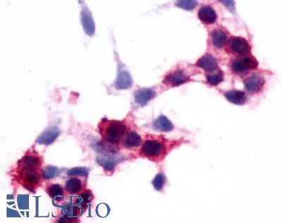 SIPR2 / S1P2 / EDG5 Antibody - Transfected cells expressing S1PR2