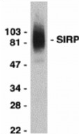 SIRPA / CD172a Antibody - Detection of SIRPa in THP-1 cellsDetection of SIRPa in THP-1 cell lysate
