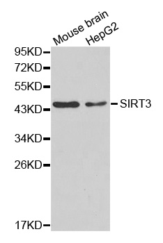 SIRT3 / Sirtuin 3 Antibody - Western blot analysis of extracts of various cell lines, using SIRT3 antibody.