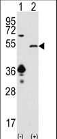 SIRT7 / Sirtuin 7 Antibody - Western blot of SIRT7 (arrow) using SIRT7 Antibody. HEK293 cell lysates (2 ug/lane) either nontransfected (Lane 1) or transiently transfected with the SIRT7 gene (Lane 2).