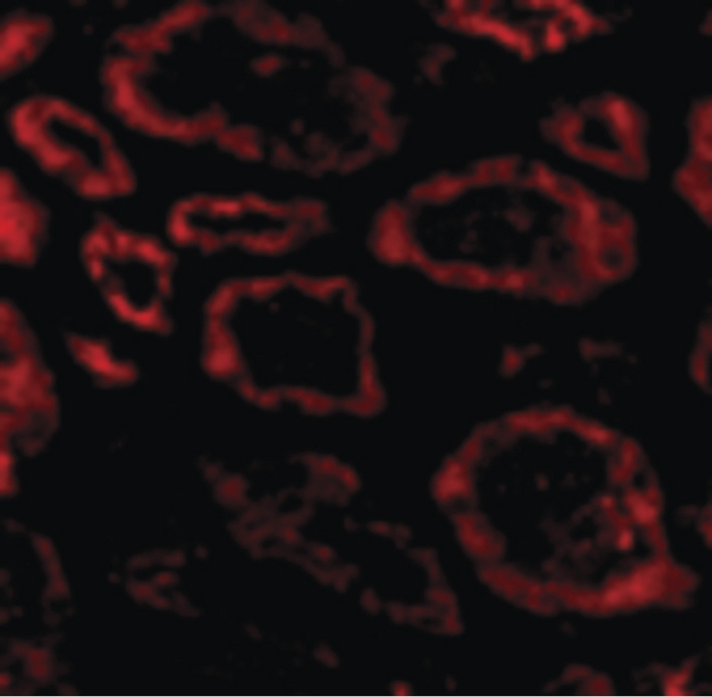SKI Antibody - Immunofluorescence of Ski in Human Kidney cells with Ski antibody at 20 ug/ml.