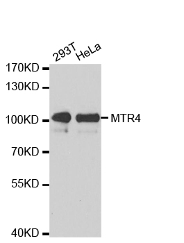 SKIV2L2 Antibody - Western blot analysis of extracts of various cell lines, using MTR4 antibody.
