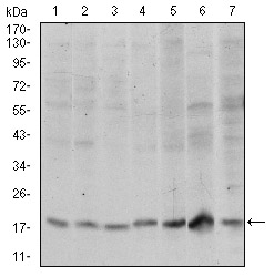SKP1 Antibody - Western blot using SKP1 mouse monoclonal antibody against HeLa (1), RAJI (2), Jurkat (3), MCF-7 (4), HepG2 (5), PC-12 (6) and Cos7 (7) cell lysate.