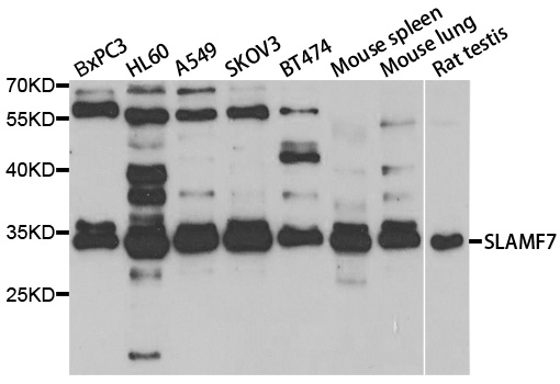 SLAMF7 / CRACC Antibody - Western blot analysis of extracts of various cell lines.