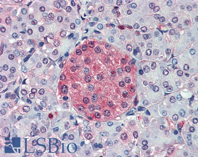 SLC11A2 / DMT1 Antibody - Anti-SLC11A2 antibody IHC of human pancreas. Immunohistochemistry of formalin-fixed, paraffin-embedded tissue after heat-induced antigen retrieval.