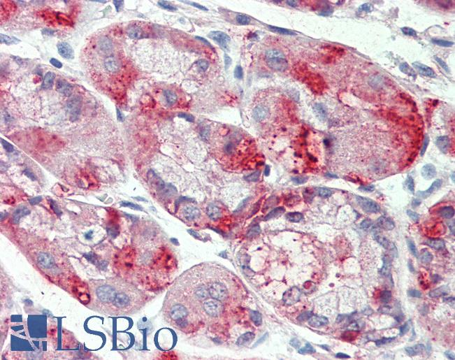 SLC12A2 / NKCC1 Antibody - Anti-SLC12A2 / NKCC1 antibody IHC of human stomach. Immunohistochemistry of formalin-fixed, paraffin-embedded tissue after heat-induced antigen retrieval.