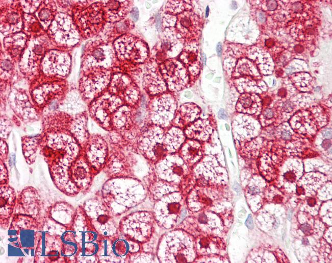 SLC16A12 / MCT12 Antibody - Anti- Anti-SLC16A12 / MCT12 antibody IHC of human adrenal. Immunohistochemistry of formalin-fixed, paraffin-embedded tissue after heat-induced antigen retrieval. Antibody concentration 4 ug/ml.