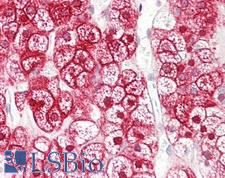 SLC16A12 / MCT12 Antibody - Anti- Anti-SLC16A12 / MCT12 antibody IHC of human adrenal. Immunohistochemistry of formalin-fixed, paraffin-embedded tissue after heat-induced antigen retrieval. Antibody concentration 4 ug/ml.