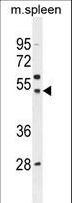 SLC16A13 Antibody - SLC16A13 Antibody western blot of mouse spleen tissue lysates (35 ug/lane). The SLC16A13 antibody detected the SLC16A13 protein (arrow).
