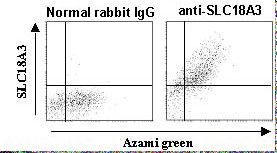 SLC18A3 / VACHT Antibody