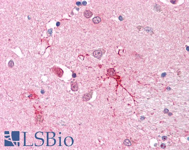 SLC1A4 / ASCT1 Antibody - Anti-SLC1A4 antibody IHC of human brain-cortex. Immunohistochemistry of formalin-fixed, paraffin-embedded tissue after heat-induced antigen retrieval.