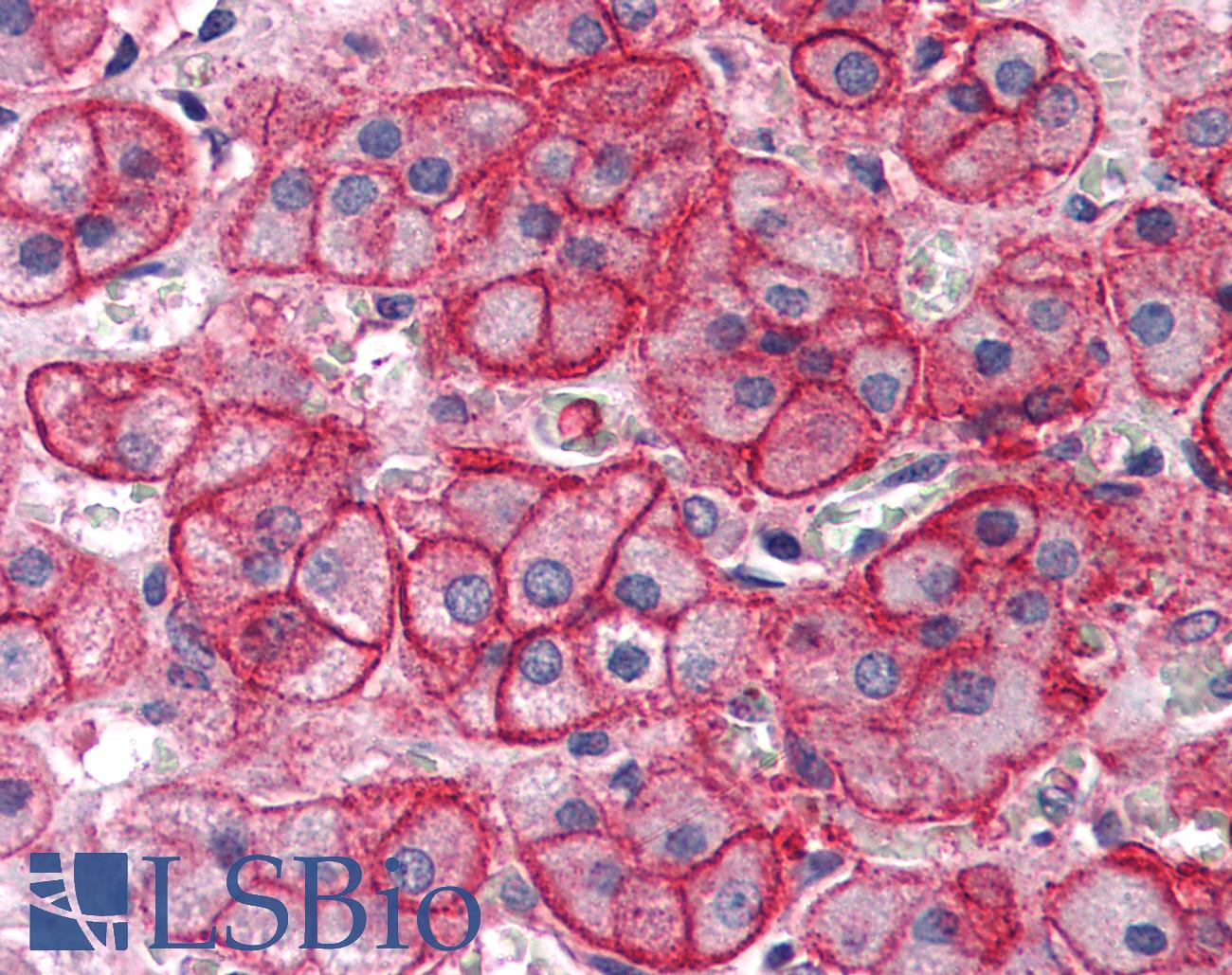 SLC1A4 / ASCT1 Antibody - Anti-SLC1A4 antibody IHC of human adrenal. Immunohistochemistry of formalin-fixed, paraffin-embedded tissue after heat-induced antigen retrieval.
