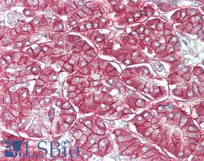 SLC1A4 / ASCT1 Antibody - Human Pancreas: Formalin-Fixed, Paraffin-Embedded (FFPE), at a dilution of 1:100.