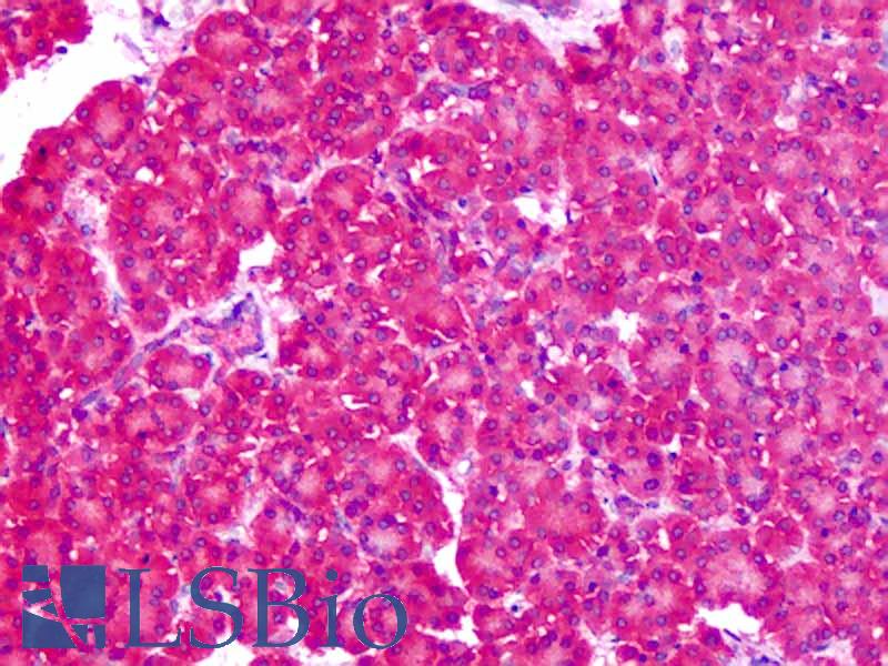 SLC1A4 / ASCT1 Antibody - Anti-ASCT1 / SLC1A4 antibody IHC of human pancreas. Immunohistochemistry of formalin-fixed, paraffin-embedded tissue after heat-induced antigen retrieval. Antibody dilution 2.5 ug/ml.