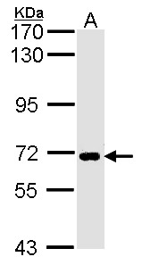 SLC20A1 Antibody - Sample (30 ug of whole cell lysate). A: H1299. 7.5% SDS PAGE. SLC20A1 antibody. SLC20A1 antibody diluted at 1:1000. 