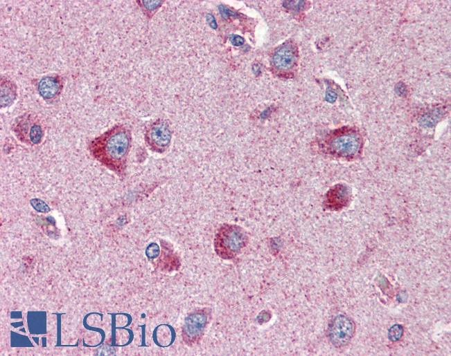 SLC22A17 Antibody - Anti-SLC22A17 antibody IHC of human brain, cortex. Immunohistochemistry of formalin-fixed, paraffin-embedded tissue after heat-induced antigen retrieval. Antibody concentration 2 ug/ml.
