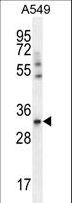 SLC25A6 / ANT3 Antibody - SLC25A6 Antibody western blot of A549 cell line lysates (35 ug/lane). The SLC25A6 antibody detected the SLC25A6 protein (arrow).