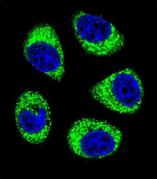 SLC25A6 / ANT3 Antibody - Confocal immunofluorescence of SLC25A6 Antibody with A549 cell followed by Alexa Fluor 488-conjugated goat anti-rabbit lgG (green). DAPI was used to stain the cell nuclear (blue).