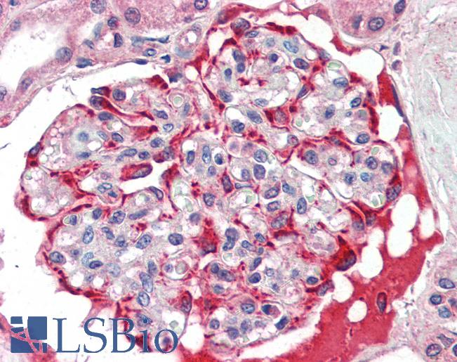 SLC29A1 / ENT1 Antibody - Anti-ENT1 antibody IHC of human kidney. Immunohistochemistry of formalin-fixed, paraffin-embedded tissue after heat-induced antigen retrieval. Antibody concentration 10 ug/ml.