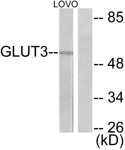 SLC2A3 / GLUT3 Antibody - Western blot analysis of lysates from LOVO cells, using GLUT3 Antibody. The lane on the right is blocked with the synthesized peptide.