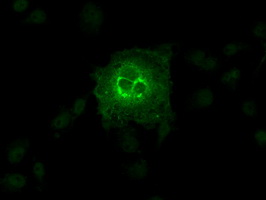 SLC2A6 / GLUT6 Antibody - Anti-SLC2A6 mouse monoclonal antibody  immunofluorescent staining of COS7 cells transiently transfected by pCMV6-ENTRY SLC2A6.