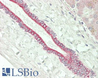 SLC30A1 / ZNT1 Antibody - Human Liver, Bile Duct: Formalin-Fixed, Paraffin-Embedded (FFPE)