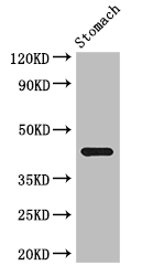 SLC35A2 / UGT Antibody - Positive WB detected in:Mouse stomach tissue;All lanes: SLC35A2 antibody at 3.4ug/ml;Secondary;Goat polyclonal to rabbit IgG at 1/50000 dilution;Predicted band size: 42,26,45,35 kDa;Observed band size: 42 kDa;