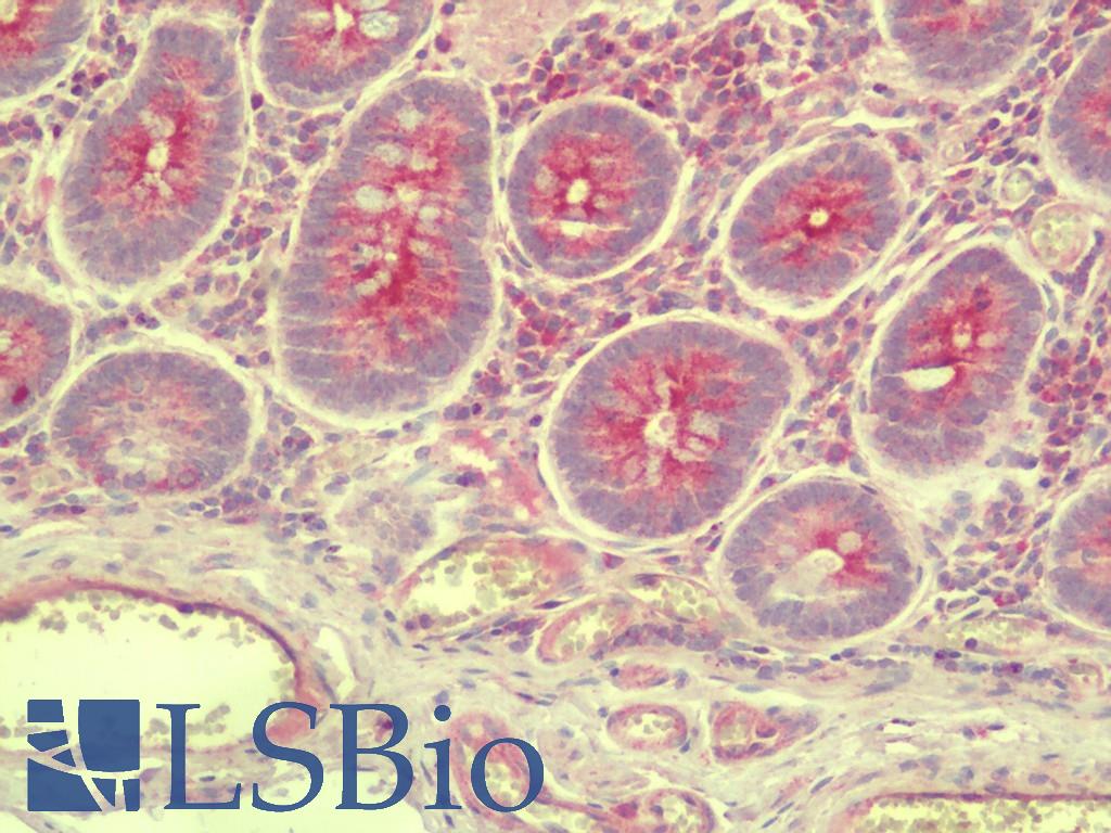 SLC35D3 / FRCL1 Antibody - Anti-SLC35D3 / FRCL1 antibody IHC staining of human small intestine. Immunohistochemistry of formalin-fixed, paraffin-embedded tissue after heat-induced antigen retrieval. Antibody concentration 5 ug/ml.