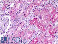 SLC36A1 Antibody - Anti-SLC36A1 antibody IHC staining of human kidney. Immunohistochemistry of formalin-fixed, paraffin-embedded tissue after heat-induced antigen retrieval.