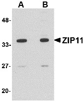 SLC39A11 / ZIP11 Antibody - Western blot of ZIP11 in mouse kidney tissue lysate with ZIP11 antibody at (A) 1 and (B) 2 ug/ml.