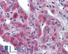SLC39A11 / ZIP11 Antibody - Anti-SLC39A11 antibody IHC of human adrenal. Immunohistochemistry of formalin-fixed, paraffin-embedded tissue after heat-induced antigen retrieval. Antibody concentration 5 ug/ml.