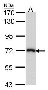 SLC3A2 / CD98 Heavy Chain Antibody - Sample (30 ug of whole cell lysate). A: Molt-4 . 7.5% SDS PAGE. SLC3A2 / CD98 antibody diluted at 1:1000.