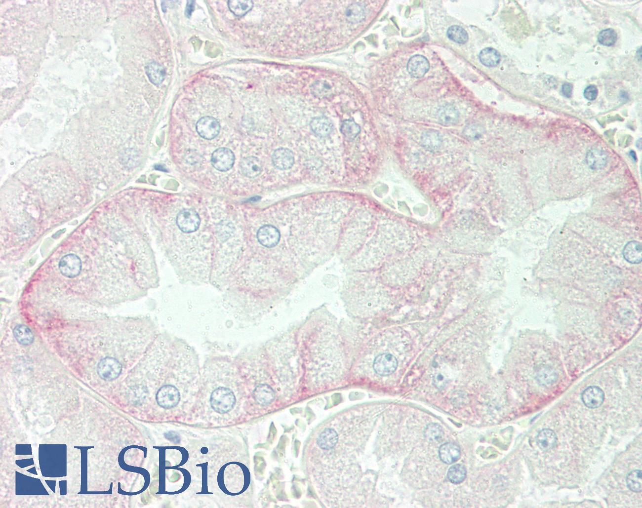 SLC3A2 / CD98 Heavy Chain Antibody - Anti-SLC3A2 / CD98 antibody IHC staining of human kidney. Immunohistochemistry of formalin-fixed, paraffin-embedded tissue after heat-induced antigen retrieval.