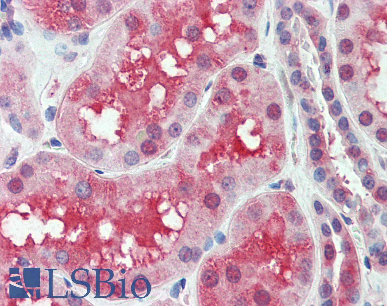 SLC44A2 / CTL2 Antibody - Anti-SLC44A2 antibody IHC of human kidney. Immunohistochemistry of formalin-fixed, paraffin-embedded tissue after heat-induced antigen retrieval.
